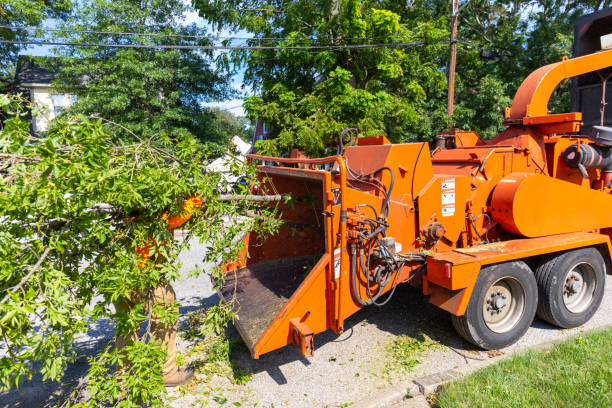 Reliable Sylvania, AL Tree Service Solutions